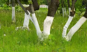 Dlaczego maluje się drzewa na biało? Ochrona przed zmienną pogodą.