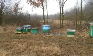 Jaką farbą malować ule, aby zapewnić bezpieczeństwo pszczołom?