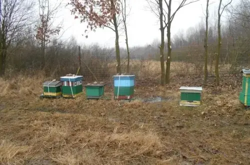 Jaką farbą malować ule, aby zapewnić bezpieczeństwo pszczołom?